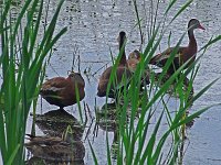 Black-Bellied Whistling-Duck